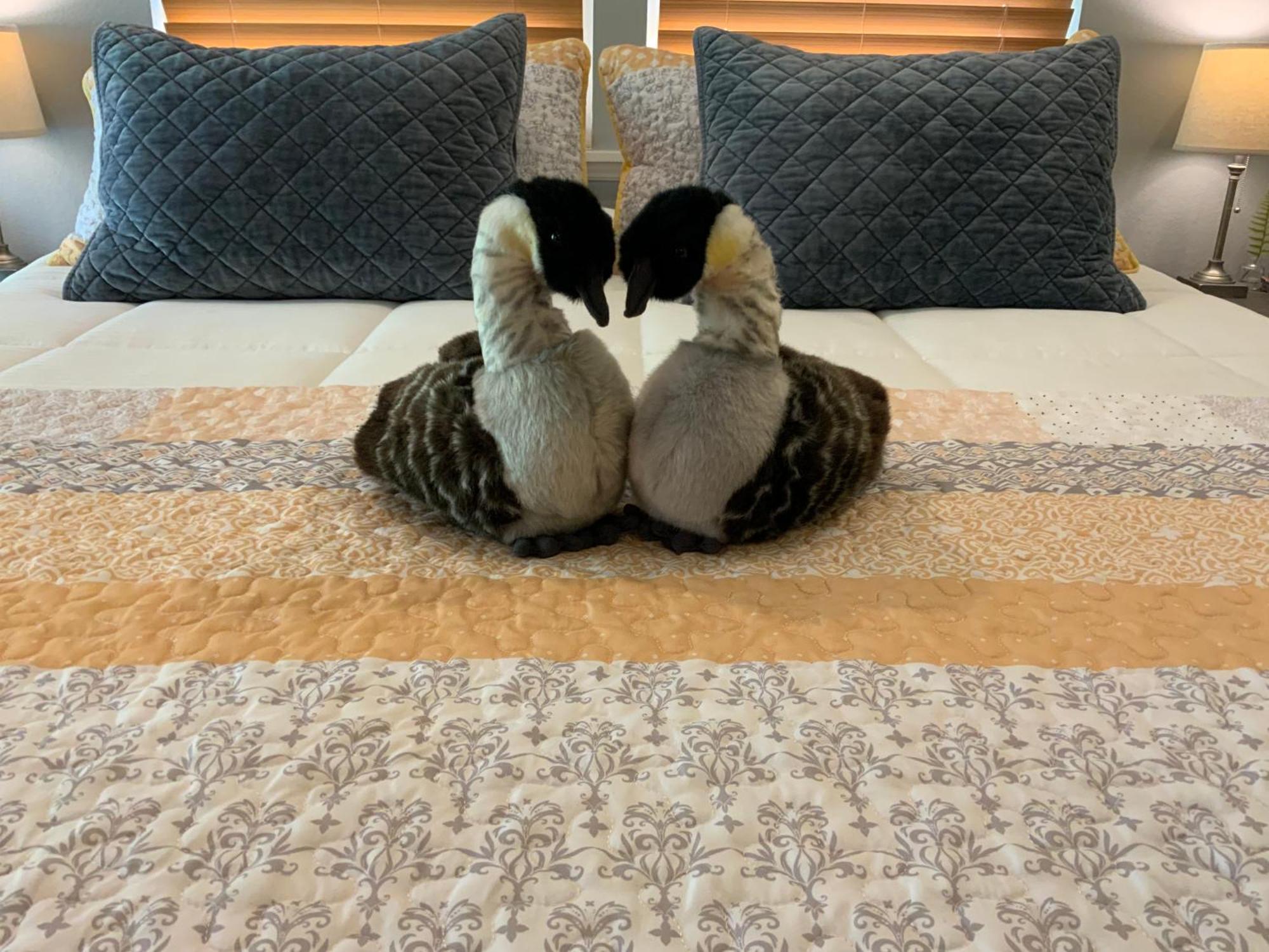 Kilauea House Bed and Breakfast Volcano Εξωτερικό φωτογραφία